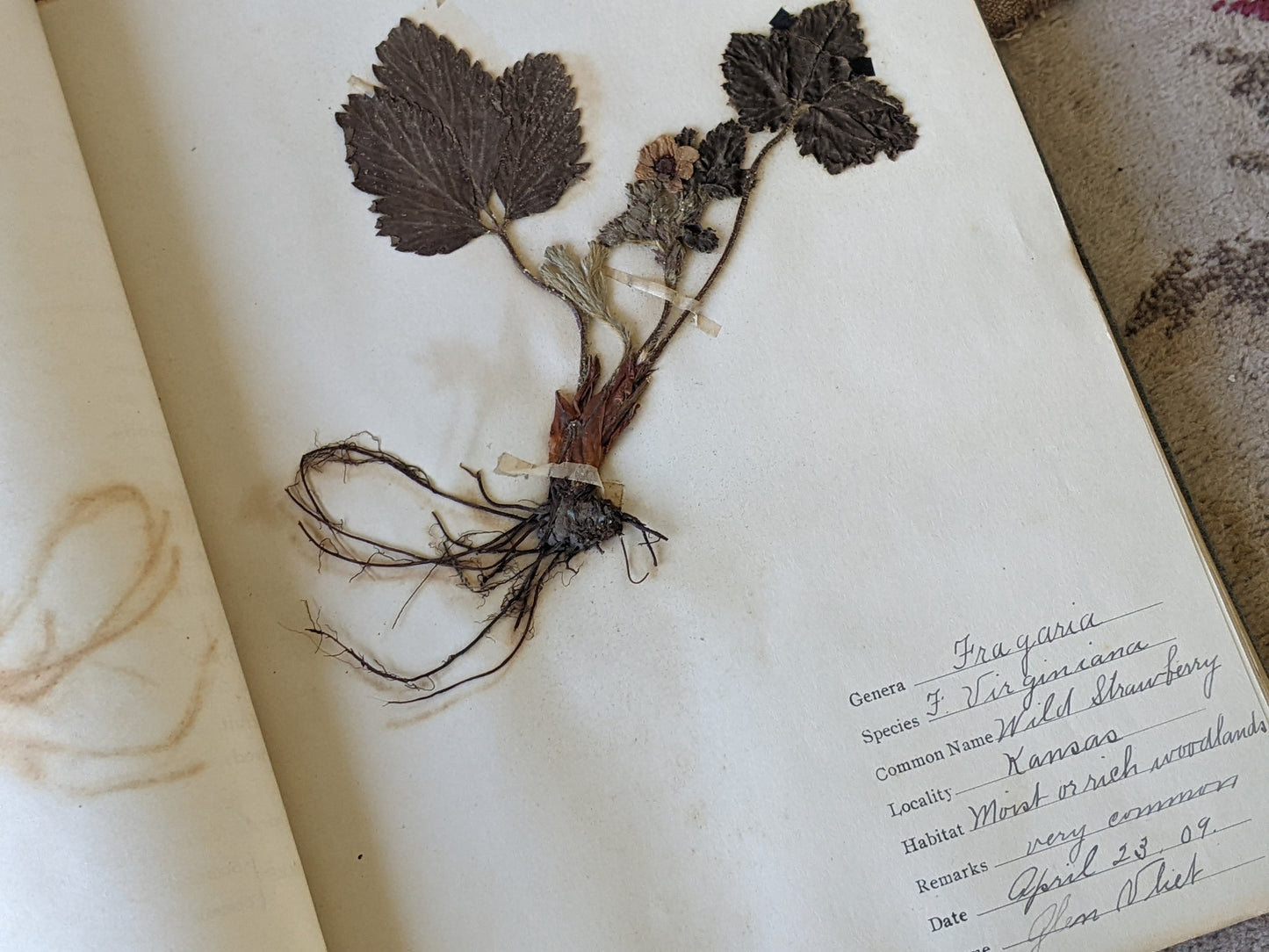 1909 Glen VLiet !! Rare Find !! The Atlas Herbarium Portfolio Dried Flowers Sketches 25 Plate Specimens Kansas !! Amazing Vintage Gifts !!