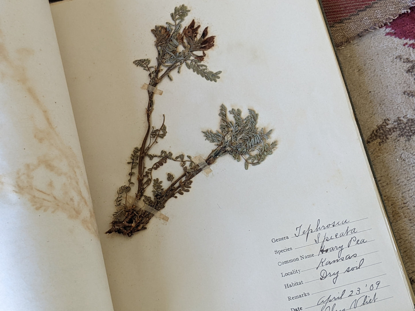 1909 Glen VLiet !! Rare Find !! The Atlas Herbarium Portfolio Dried Flowers Sketches 25 Plate Specimens Kansas !! Amazing Vintage Gifts !!