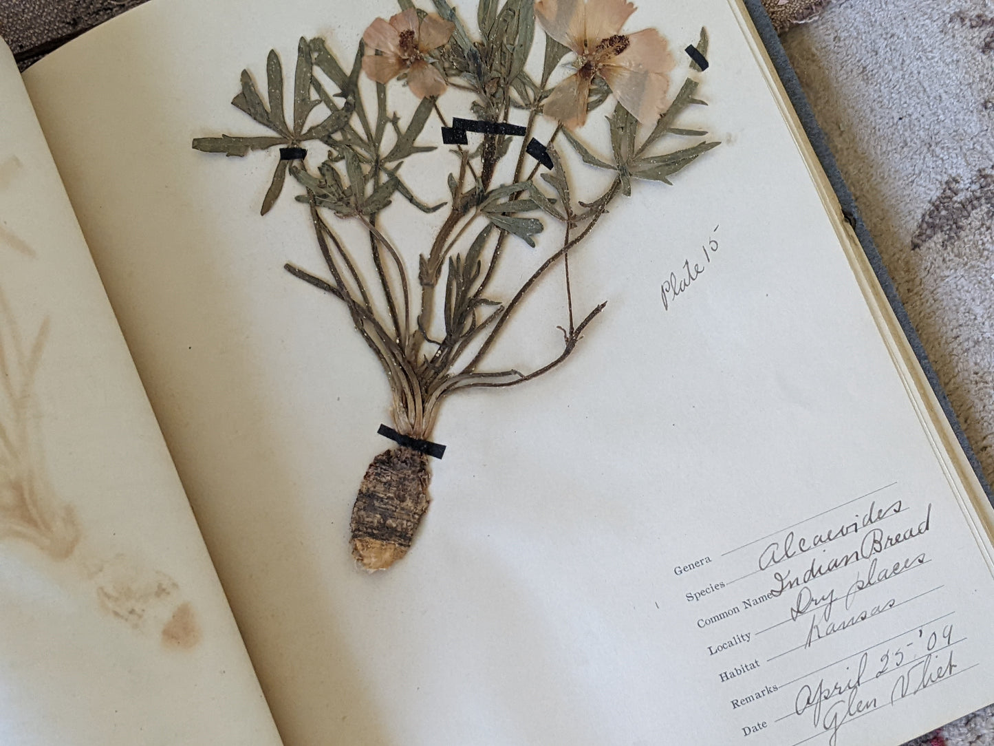 1909 Glen VLiet !! Rare Find !! The Atlas Herbarium Portfolio Dried Flowers Sketches 25 Plate Specimens Kansas !! Amazing Vintage Gifts !!