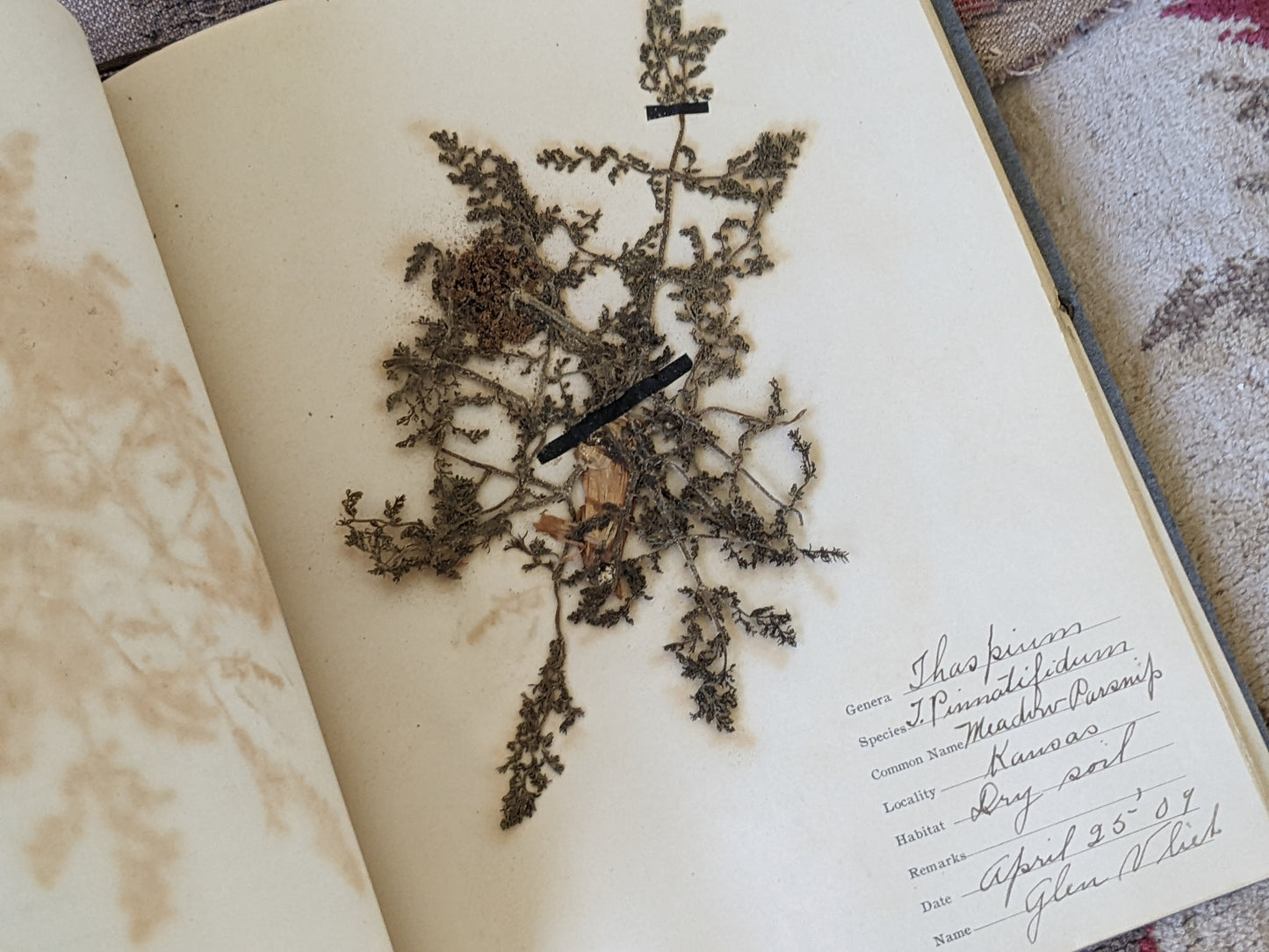 1909 Glen VLiet !! Rare Find !! The Atlas Herbarium Portfolio Dried Flowers Sketches 25 Plate Specimens Kansas !! Amazing Vintage Gifts !!