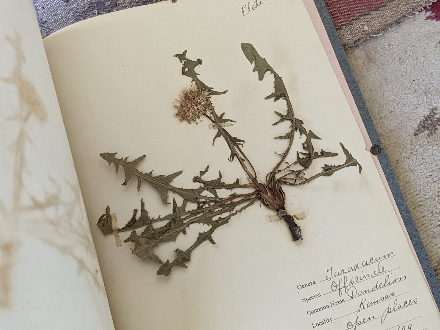 1909 Glen VLiet !! Rare Find !! The Atlas Herbarium Portfolio Dried Flowers Sketches 25 Plate Specimens Kansas !! Amazing Vintage Gifts !!
