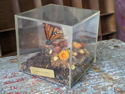 1970s / 1980s Unique Butterfly Diorama Plexiglass Nature In A Box !! Vintage Unique Gifts !!