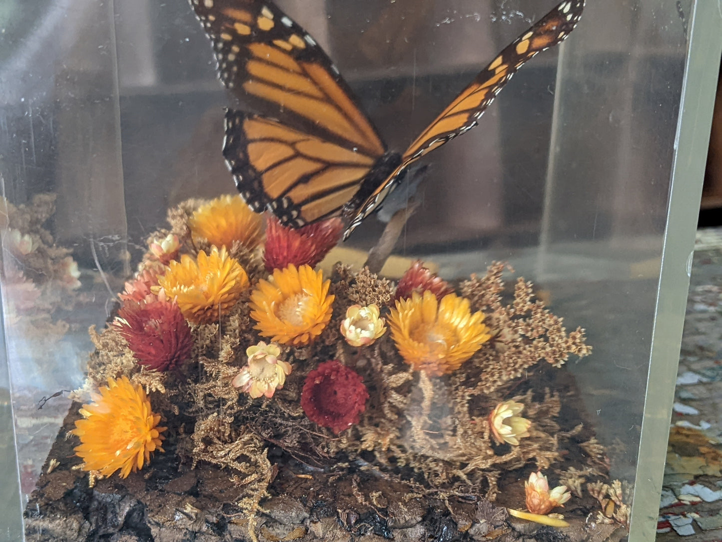 1970s / 1980s Unique Butterfly Diorama Plexiglass Nature In A Box !! Vintage Unique Gifts !!