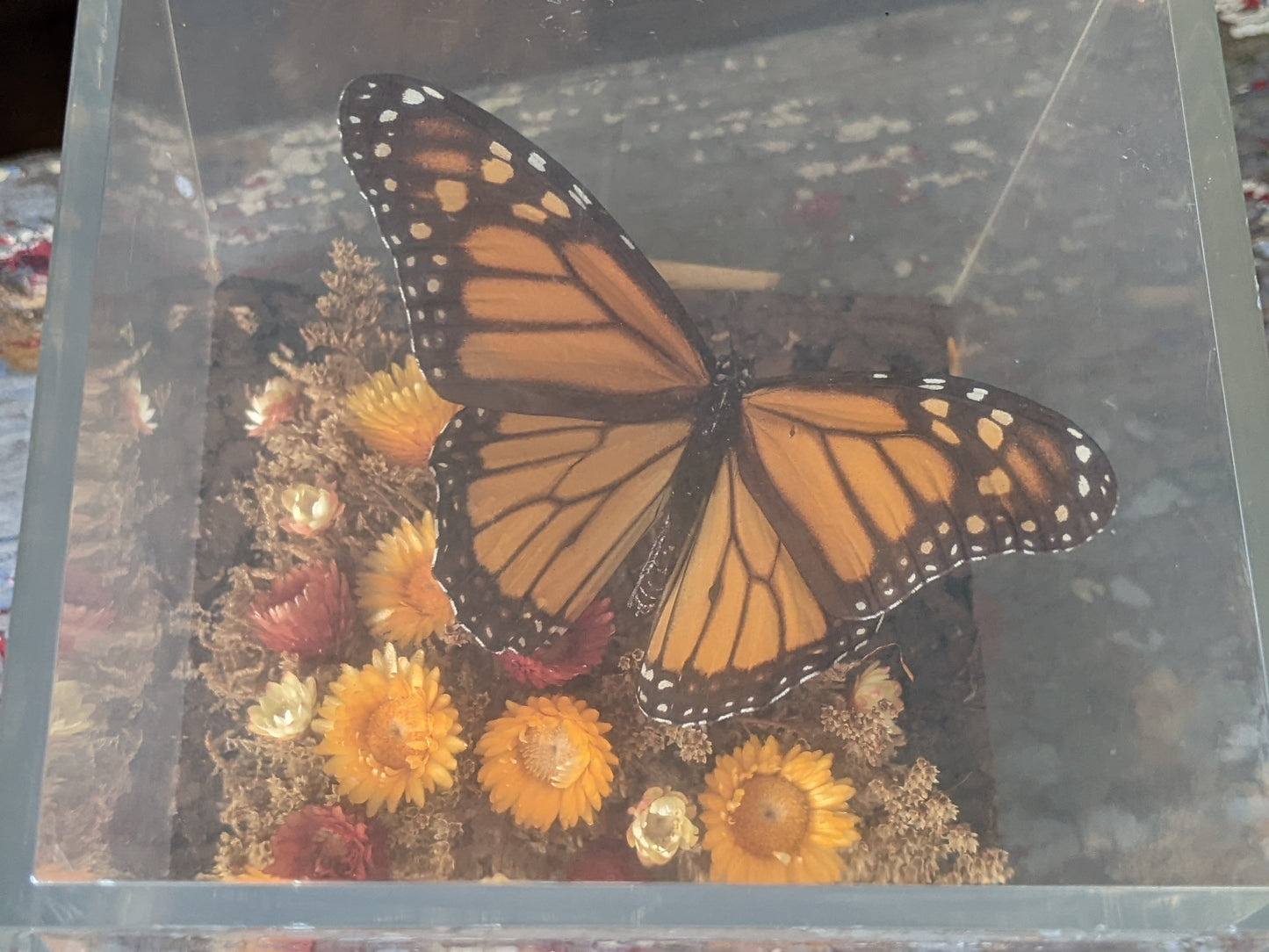 1970s / 1980s Unique Butterfly Diorama Plexiglass Nature In A Box !! Vintage Unique Gifts !!