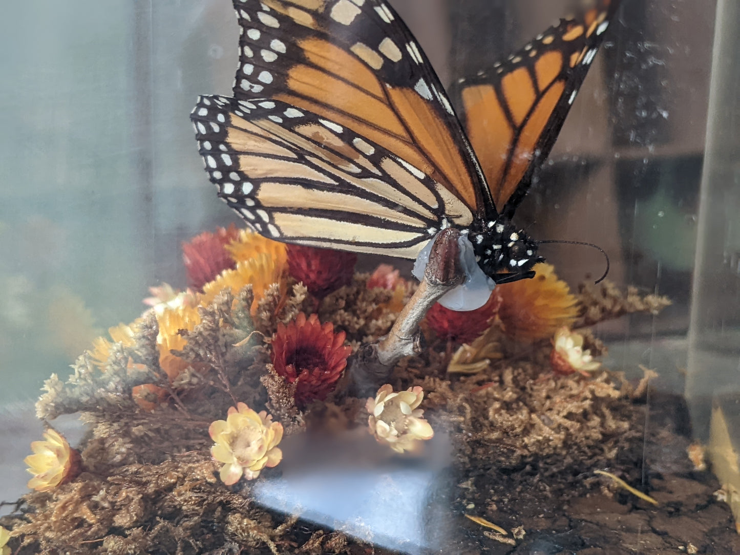 1970s / 1980s Unique Butterfly Diorama Plexiglass Nature In A Box !! Vintage Unique Gifts !!