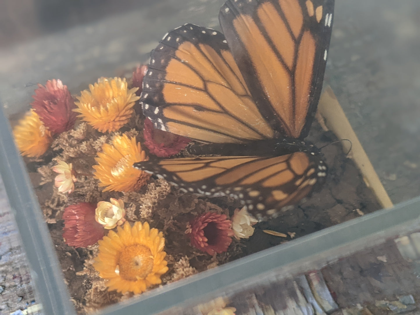 1970s / 1980s Unique Butterfly Diorama Plexiglass Nature In A Box !! Vintage Unique Gifts !!