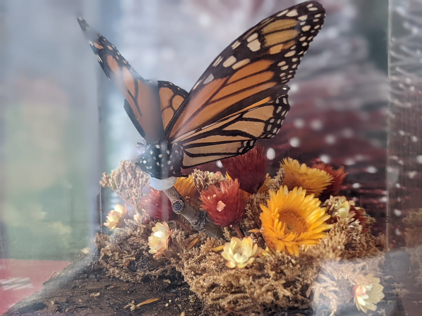 1970s / 1980s Unique Butterfly Diorama Plexiglass Nature In A Box !! Vintage Unique Gifts !!